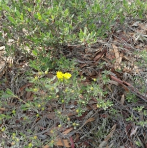 Hibbertia obtusifolia at Dunlop, ACT - 31 Mar 2020