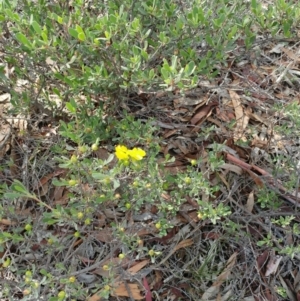 Hibbertia obtusifolia at Dunlop, ACT - 31 Mar 2020 11:32 AM