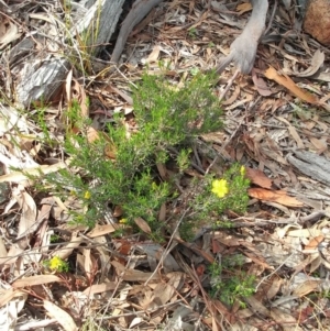 Hibbertia sp. at Dunlop, ACT - 31 Mar 2020 11:25 AM