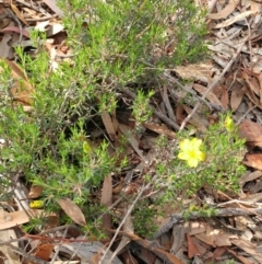 Hibbertia sp. at Dunlop, ACT - 31 Mar 2020 11:25 AM