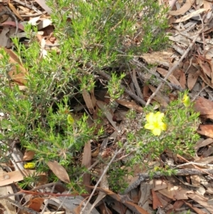 Hibbertia sp. at Dunlop, ACT - 31 Mar 2020 11:25 AM