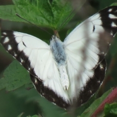 Belenois java (Caper White) at Lower Cotter Catchment - 31 Mar 2020 by SandraH