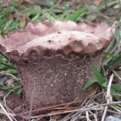 Calvatia cyathiformis at Coree, ACT - 1 Apr 2020 by SandraH