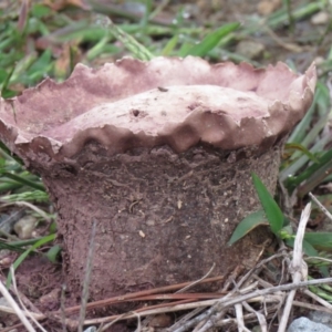 Calvatia cyathiformis at Coree, ACT - 1 Apr 2020