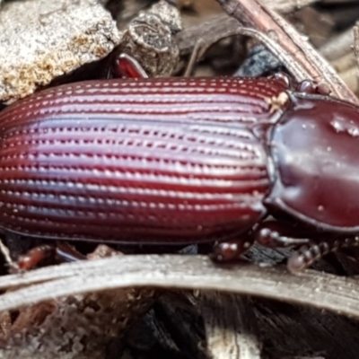 Meneristes australis (Darking beetle) at Weetangera, ACT - 1 Apr 2020 by trevorpreston