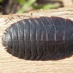 Laxta granicollis (Common bark or trilobite cockroach) at Hawker, ACT - 1 Apr 2020 by tpreston