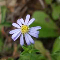 Vittadinia cuneata var. cuneata (Fuzzy New Holland Daisy) at Molonglo Valley, ACT - 1 Apr 2020 by trevorpreston