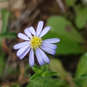 Vittadinia cuneata var. cuneata at Molonglo River Reserve - 1 Apr 2020