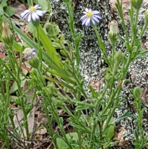 Vittadinia cuneata var. cuneata at Molonglo River Reserve - 1 Apr 2020