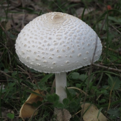 Macrolepiota dolichaula (Macrolepiota dolichaula) at Coree, ACT - 1 Apr 2020 by SandraH