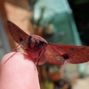 Oenochroma vinaria at Spence, ACT - 1 Apr 2020