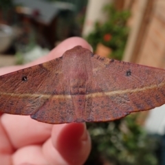 Oenochroma vinaria at Spence, ACT - 1 Apr 2020