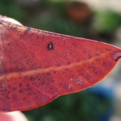 Oenochroma vinaria at Spence, ACT - 1 Apr 2020