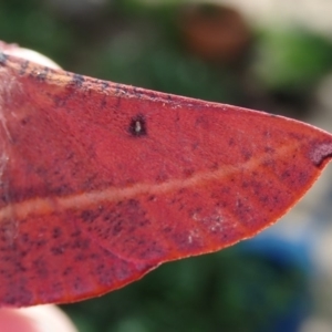 Oenochroma vinaria at Spence, ACT - 1 Apr 2020