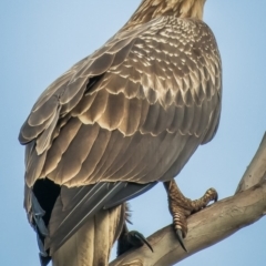 Haliaeetus leucogaster (White-bellied Sea-Eagle) at Bournda National Park - 19 Feb 2020 by peterharris