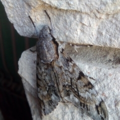 Psilogramma casuarinae (Privet Hawk Moth) at Fadden, ACT - 27 Feb 2020 by RyuCallaway