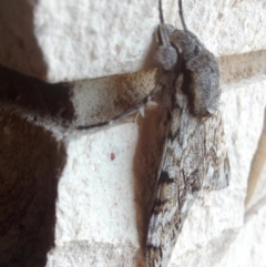 Psilogramma casuarinae at Fadden, ACT - 27 Feb 2020