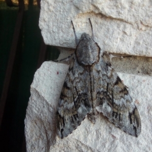 Psilogramma casuarinae at Fadden, ACT - 27 Feb 2020