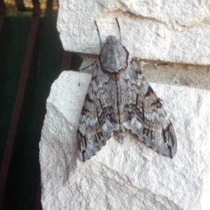 Psilogramma casuarinae at Fadden, ACT - 27 Feb 2020