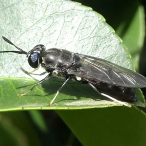 Hermetia illucens at Kambah, ACT - 1 Apr 2020 01:32 PM