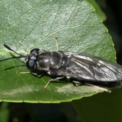 Hermetia illucens at Kambah, ACT - 1 Apr 2020