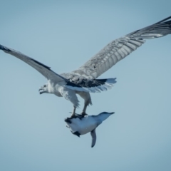 Haliaeetus leucogaster (White-bellied Sea-Eagle) at Tura Beach, NSW - 24 Oct 2019 by peterharris