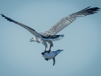 Haliaeetus leucogaster (White-bellied Sea-Eagle) at Tura Beach, NSW - 24 Oct 2019 by peterharris