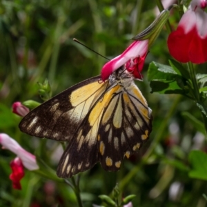 Belenois java at Macgregor, ACT - 1 Apr 2020 02:27 PM