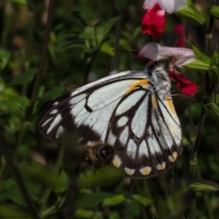 Belenois java at Macgregor, ACT - 1 Apr 2020