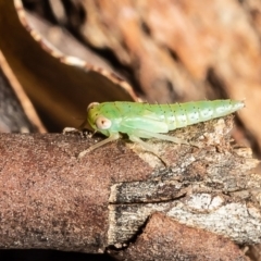 Cicadellidae (family) (Unidentified leafhopper) at Latham, ACT - 1 Apr 2020 by Roger