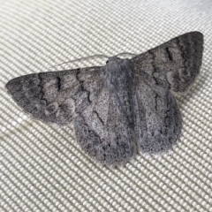 Crypsiphona ocultaria (Red-lined Looper Moth) at Aranda, ACT - 1 Apr 2020 by Jubeyjubes