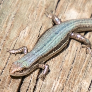 Lampropholis guichenoti at Chapman, ACT - 1 Apr 2020