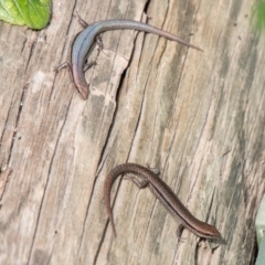 Lampropholis guichenoti at Chapman, ACT - 1 Apr 2020