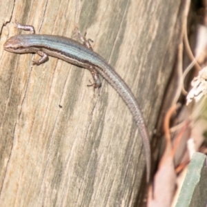 Lampropholis guichenoti at Chapman, ACT - 1 Apr 2020