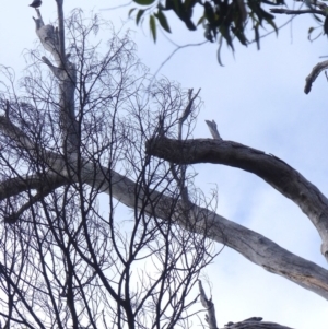 Falco longipennis at Black Range, NSW - 1 Apr 2020