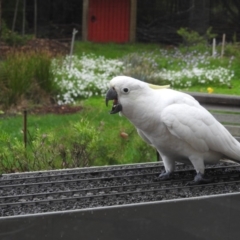 Cacatua galerita (Sulphur-crested Cockatoo) at Wingecarribee Local Government Area - 1 Apr 2020 by GlossyGal