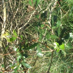 Banksia integrifolia subsp. integrifolia at Tura Beach, NSW - 1 Apr 2020