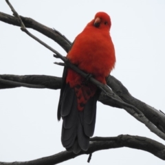 Alisterus scapularis (Australian King-Parrot) at Burradoo, NSW - 31 Mar 2020 by GlossyGal