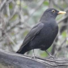 Turdus merula (Eurasian Blackbird) at Wingecarribee Local Government Area - 1 Apr 2020 by GlossyGal