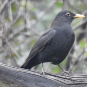 Turdus merula at Burradoo, NSW - 1 Apr 2020