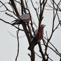 Eolophus roseicapilla (Galah) at Wingecarribee Local Government Area - 31 Mar 2020 by GlossyGal
