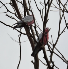 Eolophus roseicapilla (Galah) at Wingecarribee Local Government Area - 1 Apr 2020 by GlossyGal