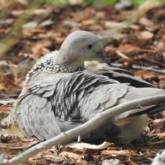 Spilopelia chinensis (Spotted Dove) at Wingecarribee Local Government Area - 29 Mar 2020 by GlossyGal