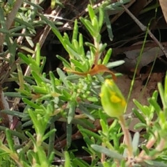 Hibbertia calycina at Dunlop, ACT - 31 Mar 2020 11:25 AM