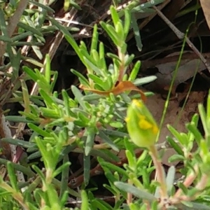 Hibbertia calycina at Dunlop, ACT - 31 Mar 2020