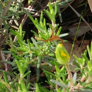 Hibbertia calycina at Dunlop, ACT - 31 Mar 2020 11:25 AM