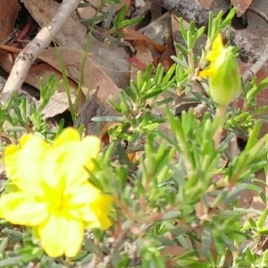 Hibbertia calycina at Dunlop, ACT - 31 Mar 2020