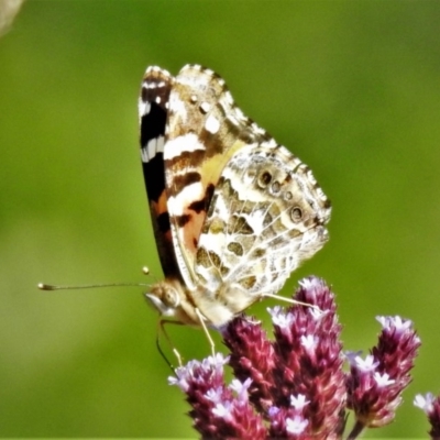 Vanessa kershawi (Australian Painted Lady) at Tennent, ACT - 1 Apr 2020 by JohnBundock