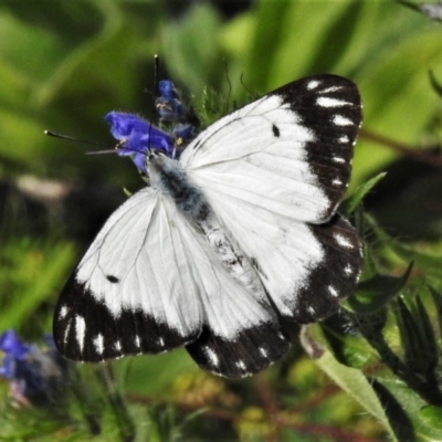 Belenois java (Caper White) at Paddys River, ACT - 1 Apr 2020 by JohnBundock