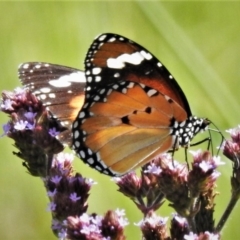 Danaus petilia (Lesser wanderer) at Tennent, ACT - 1 Apr 2020 by JohnBundock